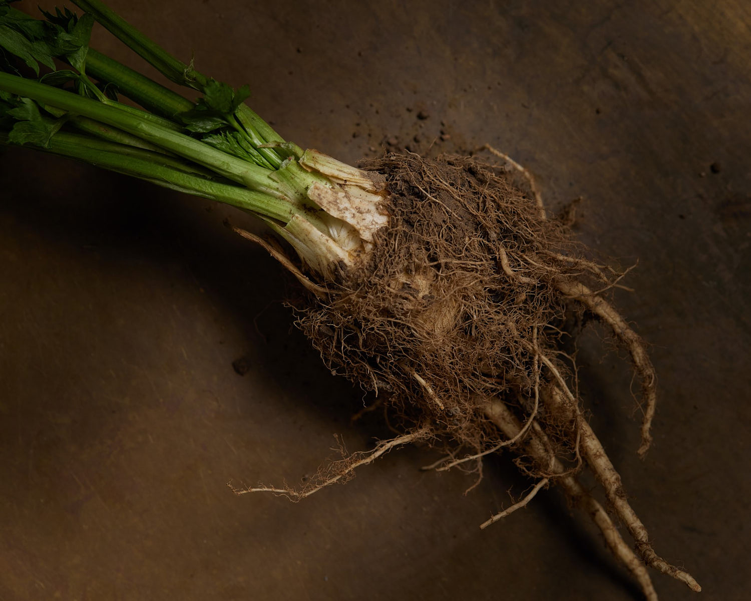 Rough photo of a celery root with soil and roots attached
