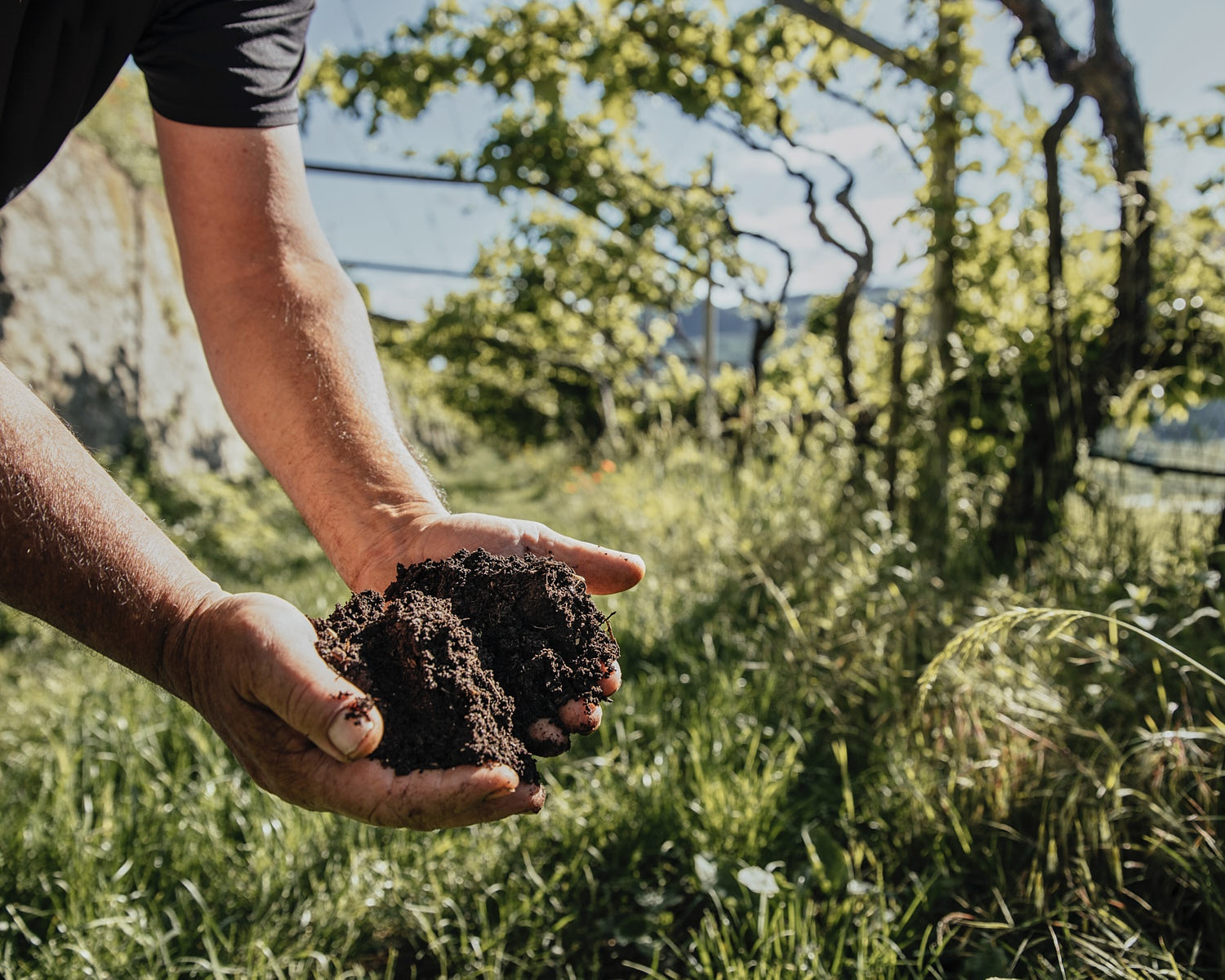 Man with rich, fresh soil in his hands standing in the vineyard